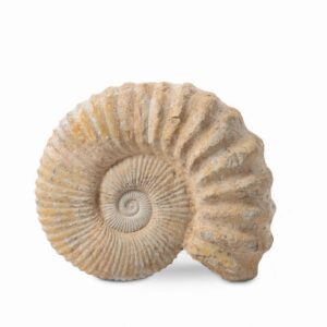 Amonite Grande (unidad)