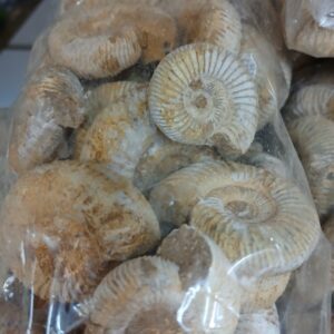 Choffatia 3-4cm (Amonite)