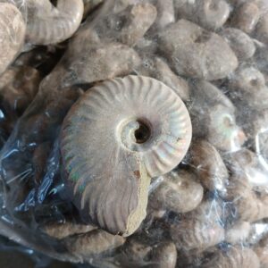 Cleoniceras 3-4cm (Amonite)