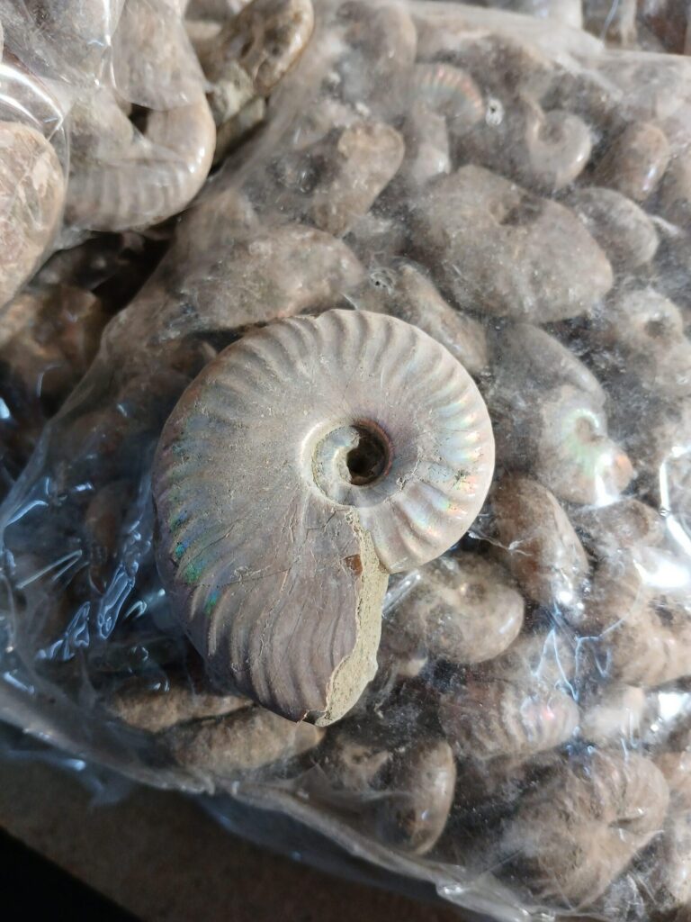 Cleoniceras 3-4cm (Amonite)