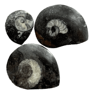Amonites Pulidos Pequeños