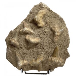 Conjunto Dientes de Otodus