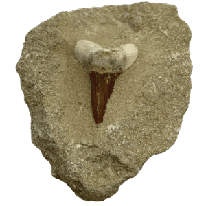 Dientes de Otodus conMatriz (unidad)