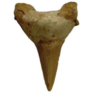 Diente de Otodus (unidad)