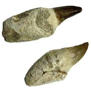 Dientes de Mosasaurio (unidad)