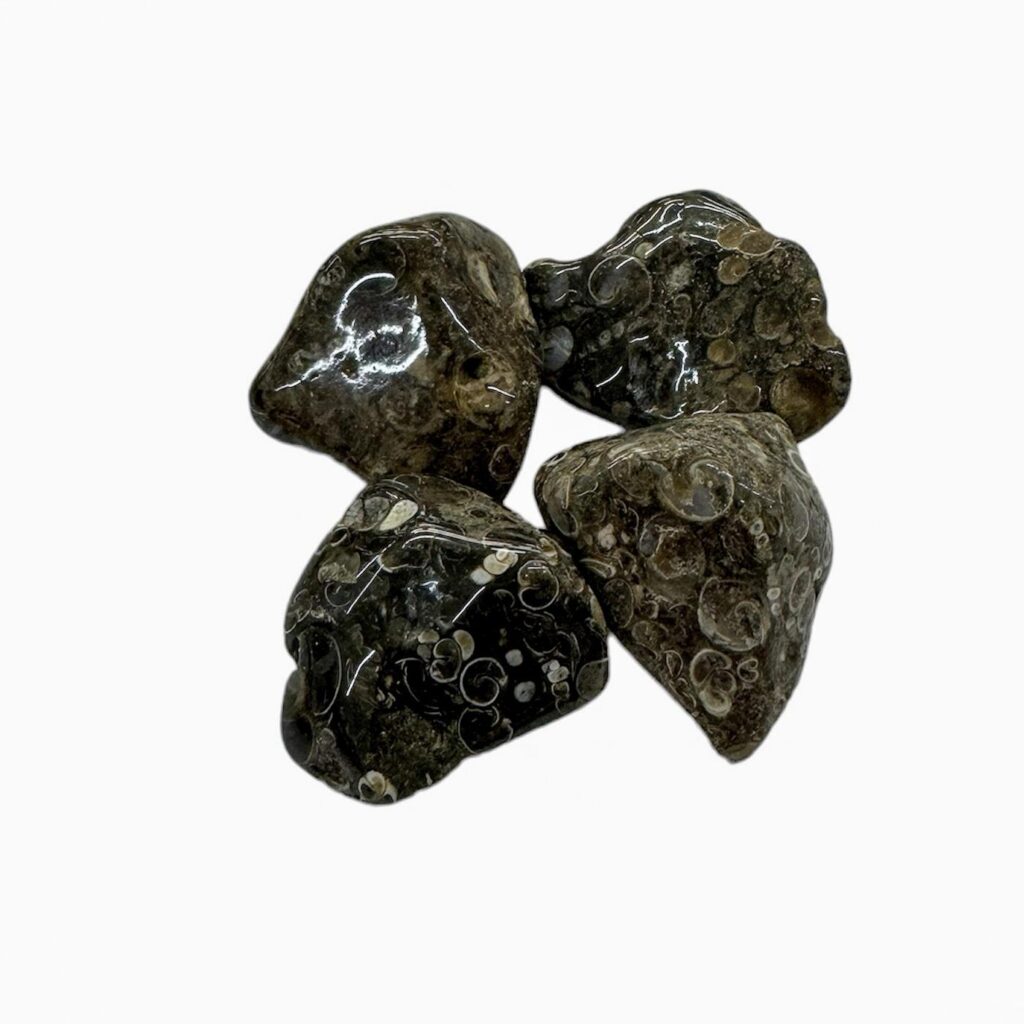 Turritella Rodado