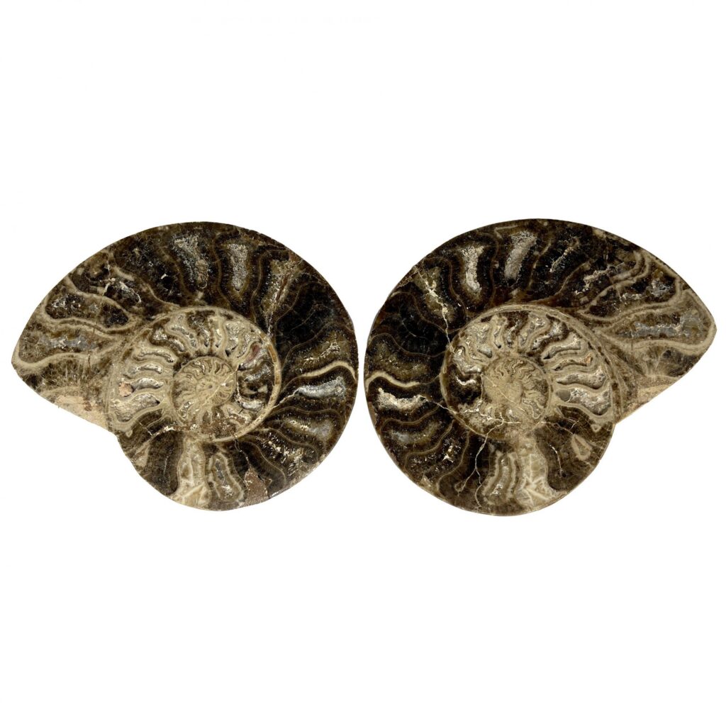 Pareja de Amonites Pulidos