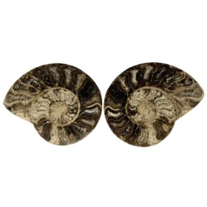 Pareja de Amonites Pulidos
