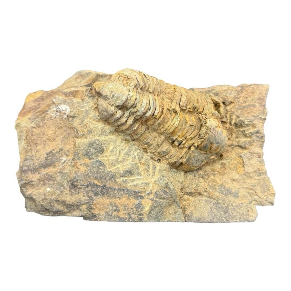 Trilobite en Matriz