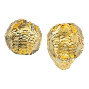 Trilobite Completo Pareja (Pequeño)