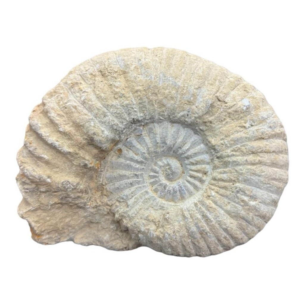 Amonite Pequeño