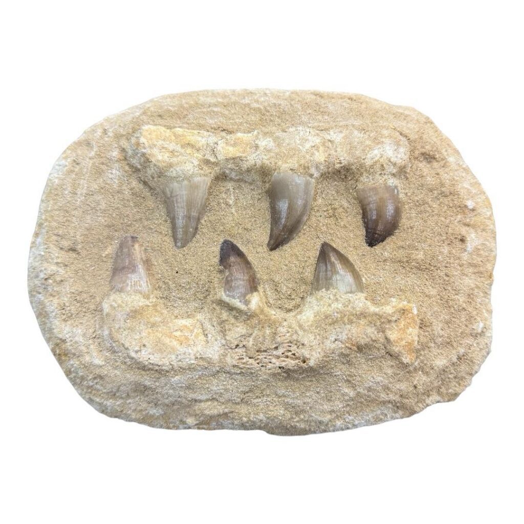 Mandíbula Mosasaurio Grande