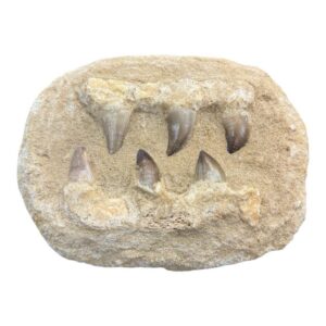 Mandíbula Mosasaurio Grande