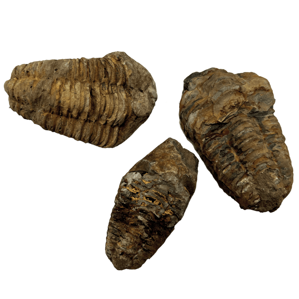 Trilobites